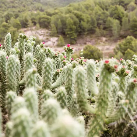 Finca Les Coves * Jijona